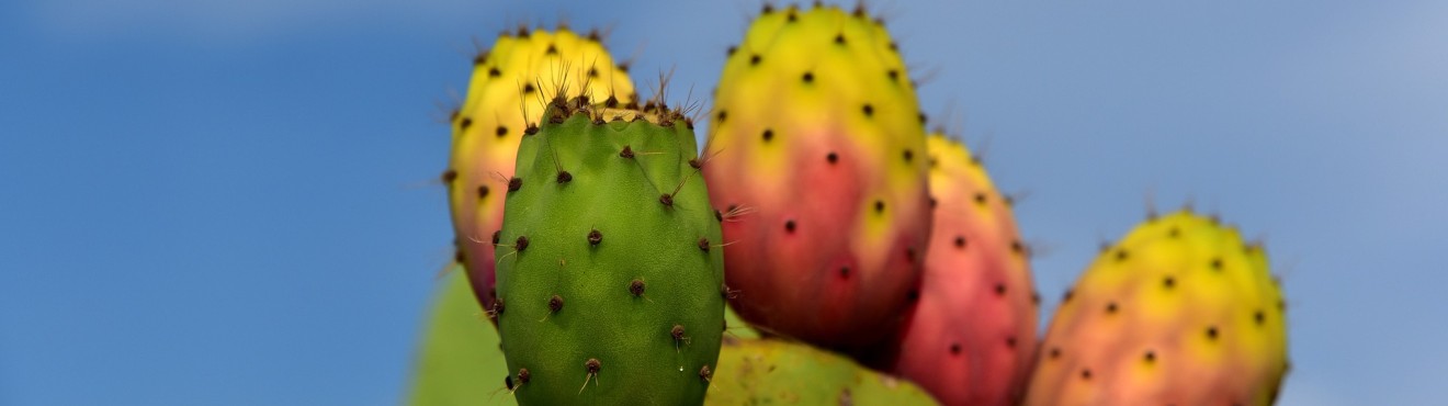 Tesori di Sicilia: Sapori e Tradizioni dell Isola del Sole | AgriCook