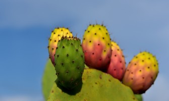 Tesori di Sicilia: Sapori e Tradizioni dell Isola del Sole | AgriCook