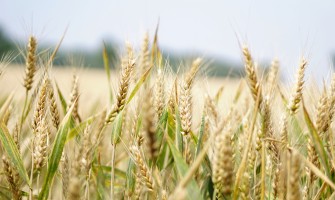 Le migliori ricette italiane con i prodotti di Agricook: un viaggio tra sapori autentici | AgriCook