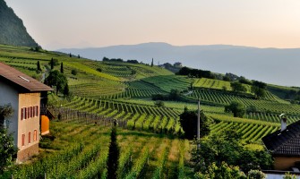 Agricook: La piattaforma che unisce agriturismi, aziende agricole e consumatori per un futuro sostenibile | AgriCook