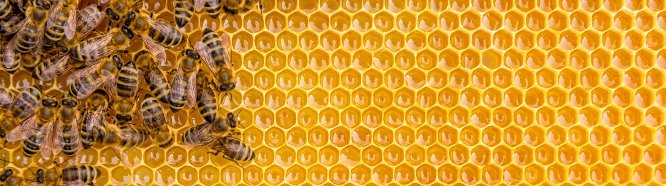The art of beekeeping: Agricook and the world of bees