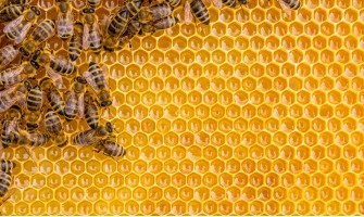 L arte dell'apicoltura: Agricook e il mondo delle api
