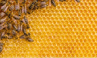 The art of beekeeping: Agricook and the world of bees