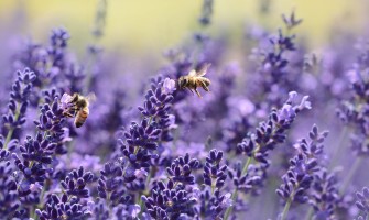 Did you know that? Curiosities about the World of Bees and Honey