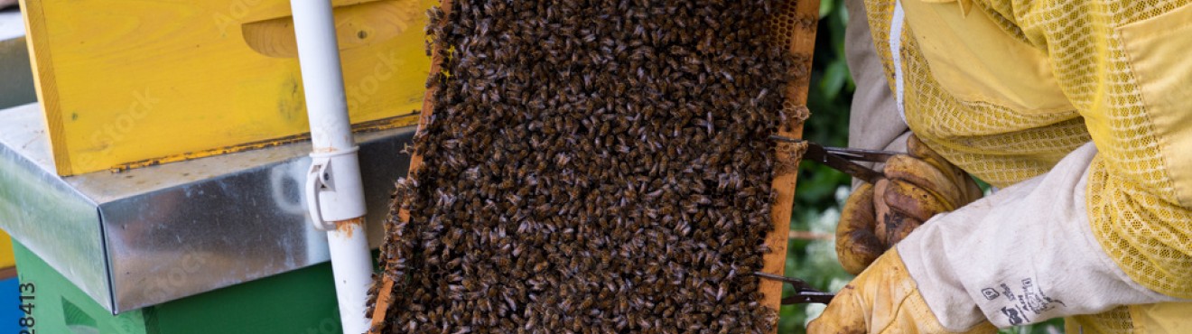 Sustainable beekeeping and its benefits for the environment | AgriCook