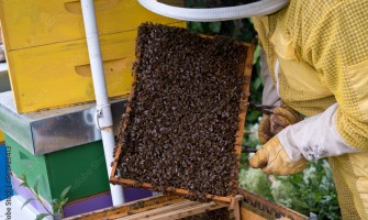 Nachhaltige Bienenhaltung und ihre Vorteile für die Umwelt | AgriCook