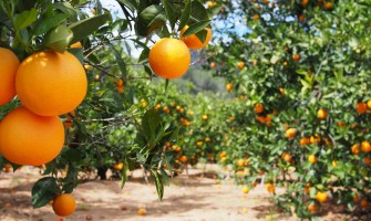 The Charm of Organic Agriculture