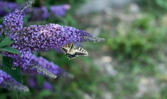 Esplorando la Biodiversità nelle Aree Rurali