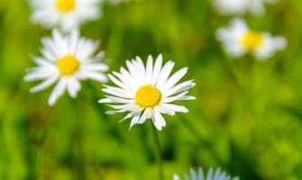 Chamomile and Hemp Ointment: Natural Treasures from the Cleopatra Farm
