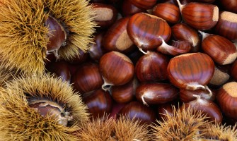 Come conservare le castagne | Agricook