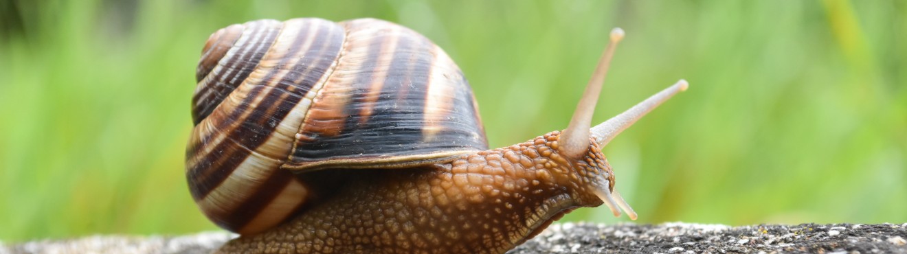 Scopri il segreto per cucinare le chiocciole più deliziose! Dai un occhiata alla guida completa per l allevamento e la preparazione! | AgriCook