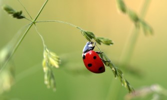 Ingredienti bio VS ingredienti convenzionali - quale scegliere per la tua salute e l ambiente | AgriCook