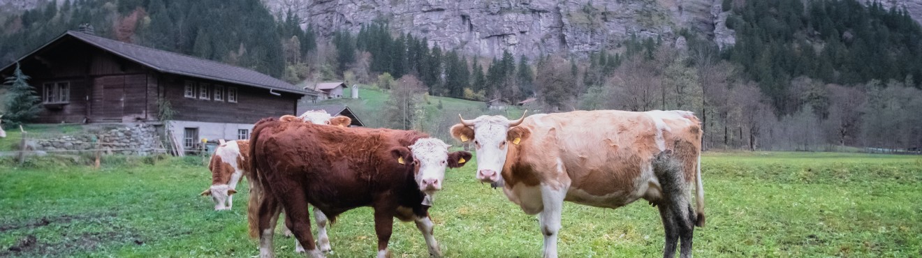 Le cooperative agricole: un modello di collaborazione per il successo delle aziende agricole | AgriCook