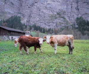 Landwirtschaftliche Genossenschaften: Ein kollaboratives Modell für landwirtschaftlichen Erfolg | AgriCook