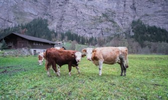 Agricultural Cooperatives: A Collaborative Model for Farm Success | AgriCook