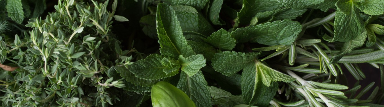 Erbe aromatiche per piatti più gustosi e digeribili | Agricook