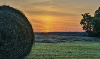 Agricook.it e la Strategia Farm to Fork dell'Unione Europea: Verso un Futuro Sostenibile per l'Alimentazione