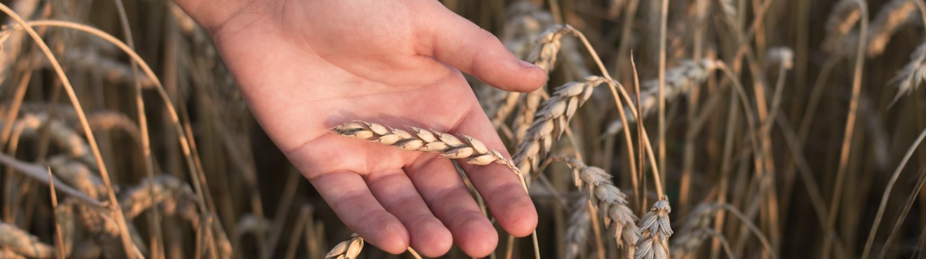 Mangiare sano senza rinunciare al gusto - le ricette di Agricook per la dieta mediterranea