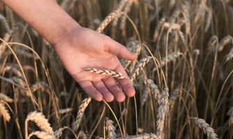 Mangiare sano senza rinunciare al gusto - le ricette di Agricook per la dieta mediterranea