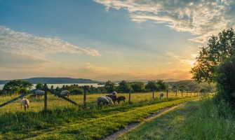 Farms and biodiversity: the importance of preserving local varieties | AgriCook