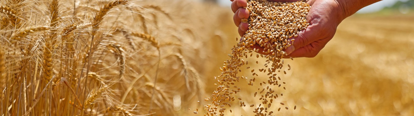 The Green Agenda for Agriculture: Sustainability as the Key to the Future