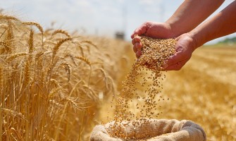 L'Agenda Verde dell'Agricoltura: Sostenibilità come Chiave del Futuro