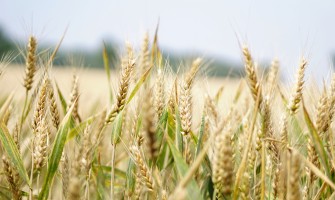 Die Trends des Augenblicks: Gerichte auf der Basis von altem Getreide - der Vorschlag von Agricook