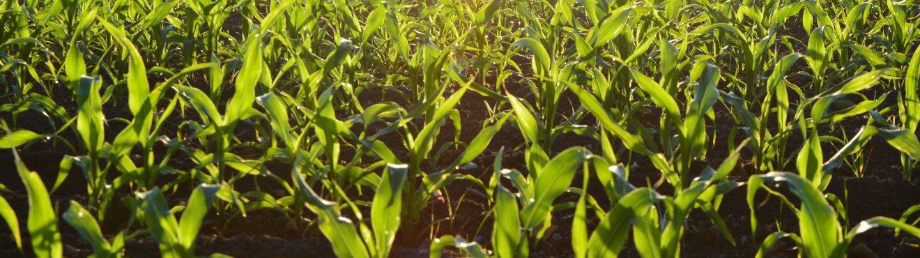 From the Field to the Table: The Story of a Small Producer who Conquered Hearts and Palates