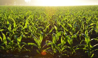 From the Field to the Table: The Story of a Small Producer who Conquered Hearts and Palates