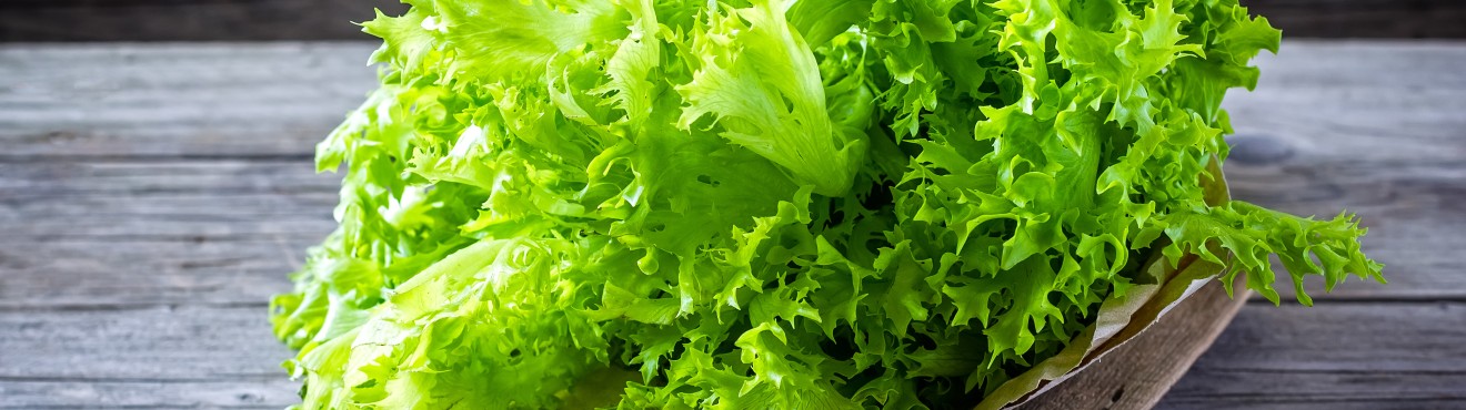 Tipi di lattuga: tutte le varietà per fare l’insalata | Agricook