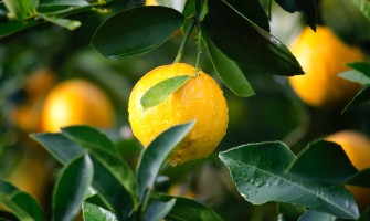 Scopri i segreti dei limoni di Sicilia più succosi e aromatici: ti sorprenderanno! | Agricook