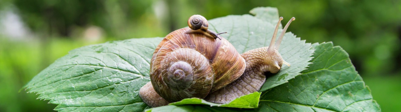 Land snails: good and healthy | Agricook Land snails: good and healthy | Agricook