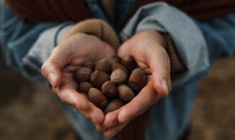 Piedmont PGI Hazelnuts: A Treasure of Taste and Tradition | Agricook