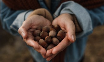 Le Nocciole IGP del Piemonte: Un Tesoro di Gusto e Tradizione | Agricook