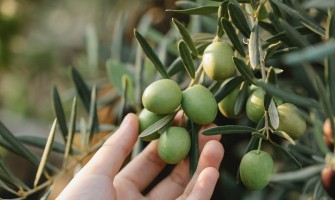 Sustainable olive growing and the production of extra virgin olive oil | AgriCook