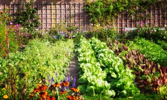 La Rinascita del Giardino Urbano: Coltivare la Sostenibilità in Città