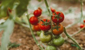 L orto in casa: come coltivare i propri alimenti | AgriCook
