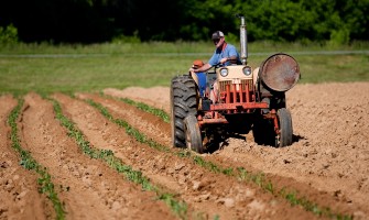 Innovazione e Tradizione: Storie di Successo nell'Agricoltura Locale Italiana