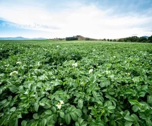 Patata della Sila: patrimonio IGP | Agricook