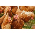 Hens