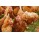 Hens