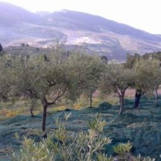 Olive nere al naturale condite 0,250g