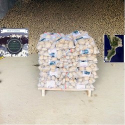 Patate di montagna bancale da 100 kg spedizione inclusa - anche da semina