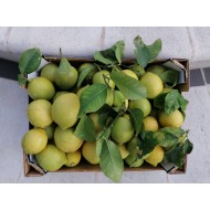 Limoni primofiore/verdello con buccia edibile 2kg