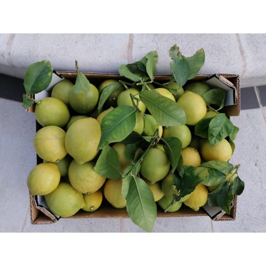 Limoni primofiore con buccia edibile 1kg