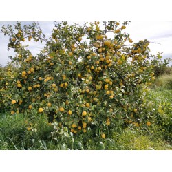Limone femminello siracusano 100% non trattato - 2kg