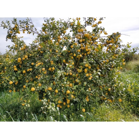 Limone femminello siracusano 100% bio non trattato - 1kg Limone femminello siracusano 100% bio non trattato - 1kg