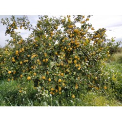 Limone femminello siracusano non trattato - 9kg