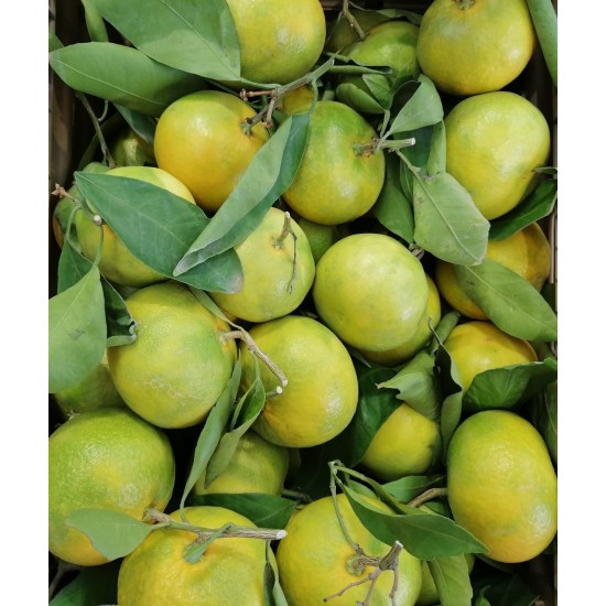Clementine siciliane primosole - 1kg