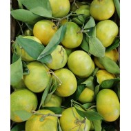 Clementine siciliane primosole - 15kg
